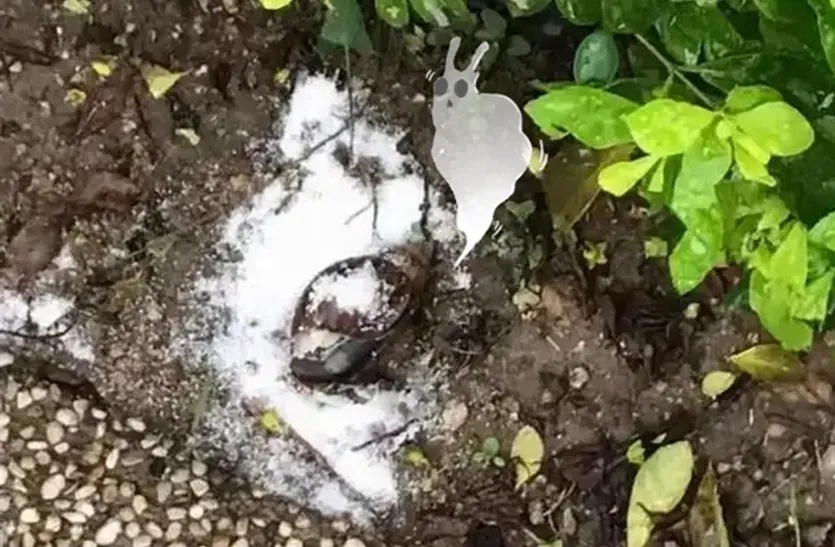 1岁女童小区玩耍后，确诊严重脑炎……最近很多人碰到，千万别碰