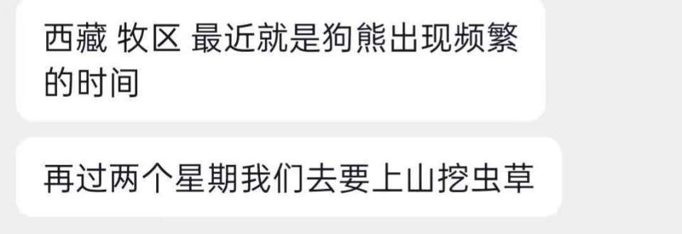 西藏多地出现藏马熊，采挖虫草被指有安全隐患，当地：采集点有人员执勤，遇熊时要远离