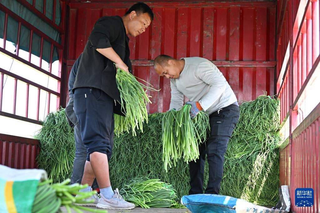 山东平度：蒜薹产销平稳 采收接近尾声