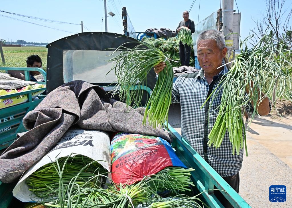 山东平度：蒜薹产销平稳 采收接近尾声