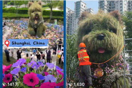 网红“西高地”延展至少3个月 将“换毛”度夏
