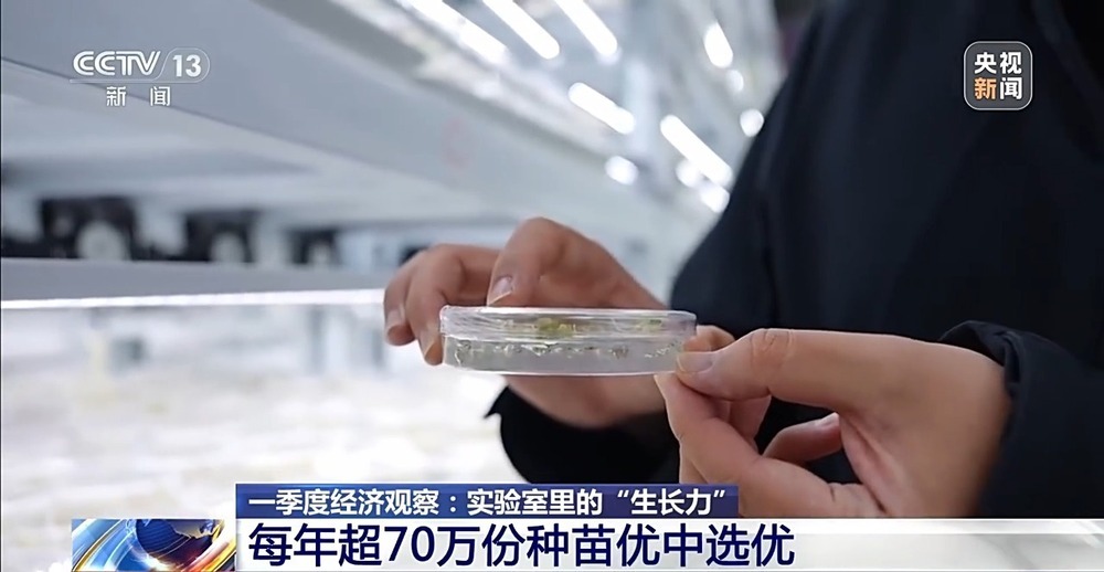 育种提速、靶向除虫 “大国粮仓”再添硬核底气