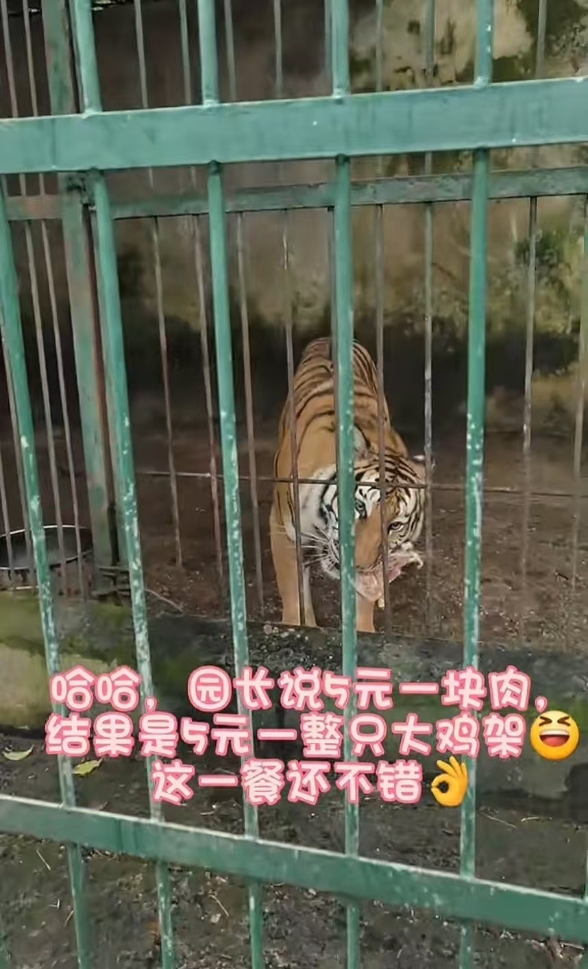 咸宁一动物园因长沙游客点赞走红，00后园长谈爆火：动物还是少，还有很多地方要改进