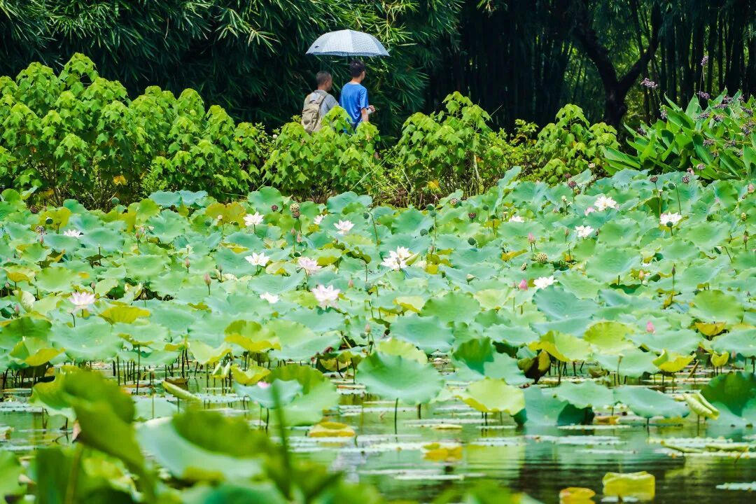 立夏之后，宜平心静气