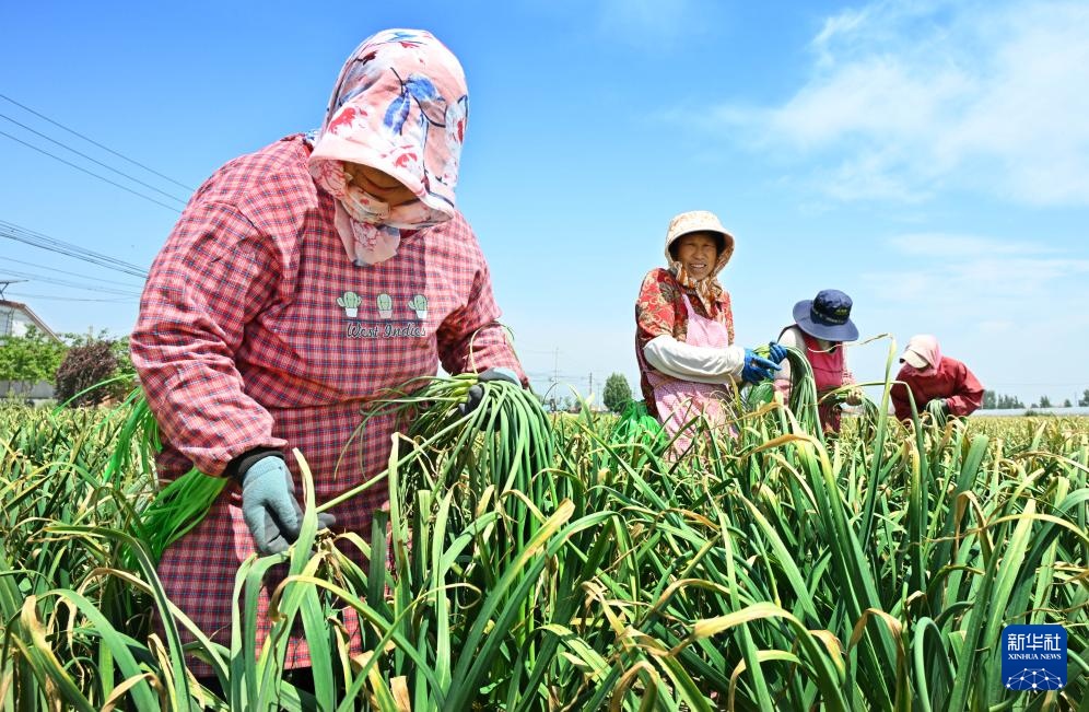 山东平度：蒜薹产销平稳 采收接近尾声