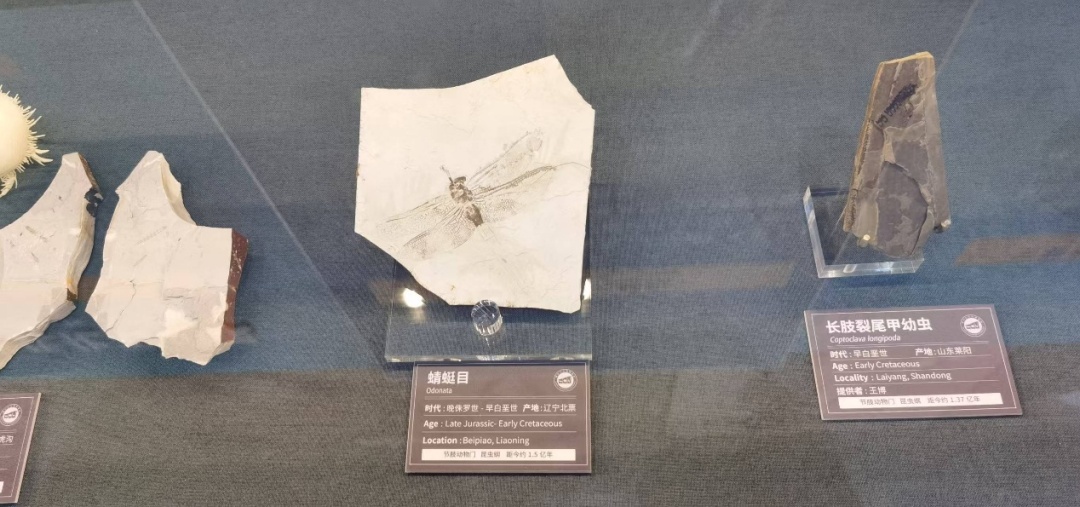 蝌学零距离丨知识又更新了!氧气含量低虫子不一定小? 蝌学零距离丨知识又更新了!氧气含量低虫子不一定小?