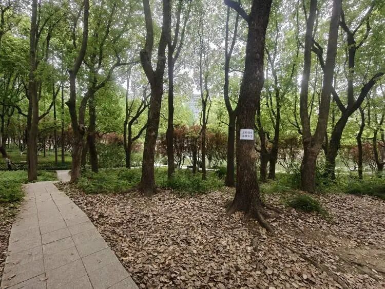 上海有人被鸟“揍”了，头部血痕惊心！工作人员提醒：此为猛禽，注意安全