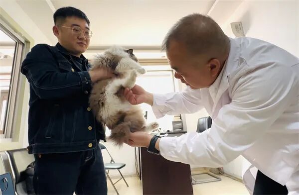 宠物乘飞机、火车需要先检疫，主人可线上申报办理！哈尔滨市前四月累计检疫820只猫狗