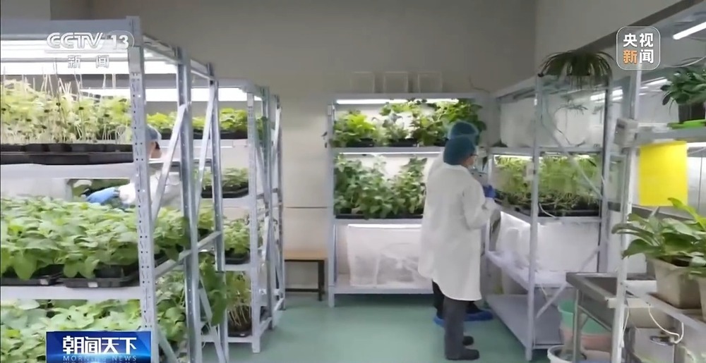 育种提速、靶向除虫 “大国粮仓”再添硬核底气