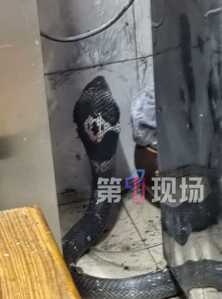 吓人！剧毒眼镜蛇连续出现！深圳多地“蛇出没”，有的长达1.8米…