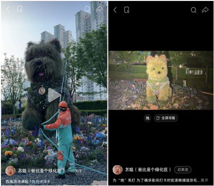 网红“西高地”延展至少3个月 将“换毛”度夏