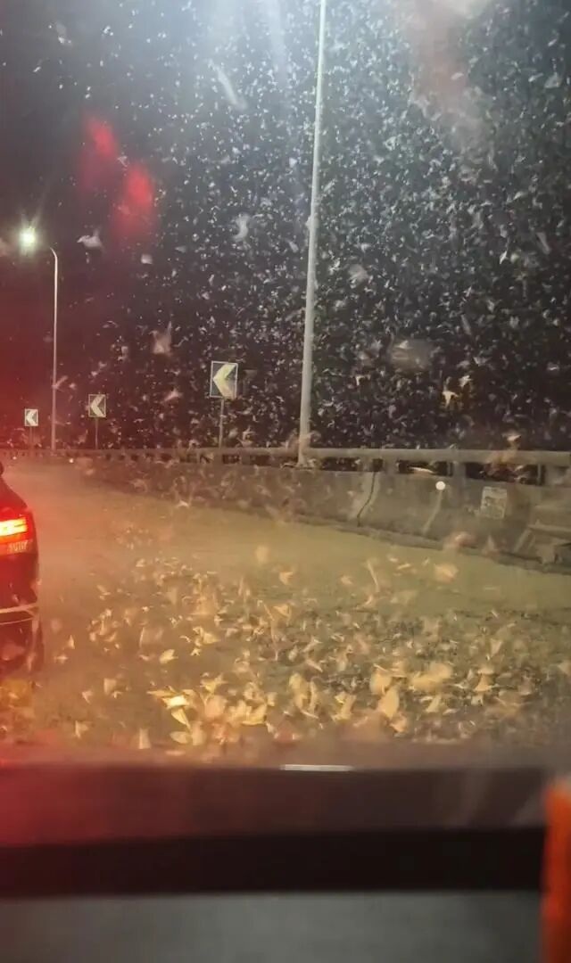 蝌学零距离丨知识又更新了!氧气含量低虫子不一定小? 蝌学零距离丨知识又更新了!氧气含量低虫子不一定小?