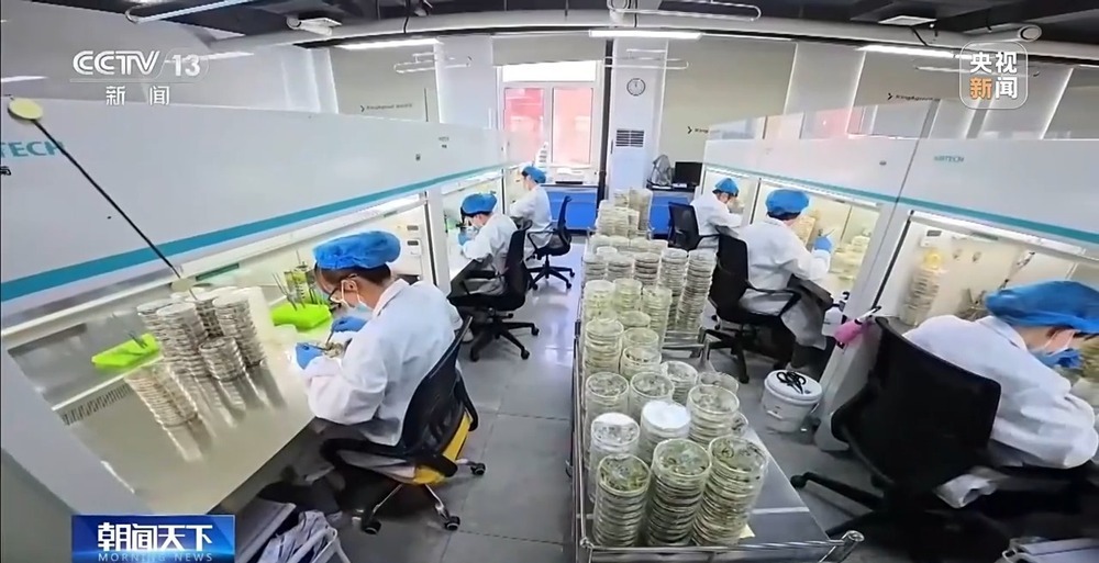 育种提速、靶向除虫 “大国粮仓”再添硬核底气