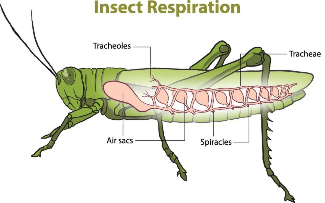 蝌学零距离丨知识又更新了!氧气含量低虫子不一定小? 蝌学零距离丨知识又更新了!氧气含量低虫子不一定小?