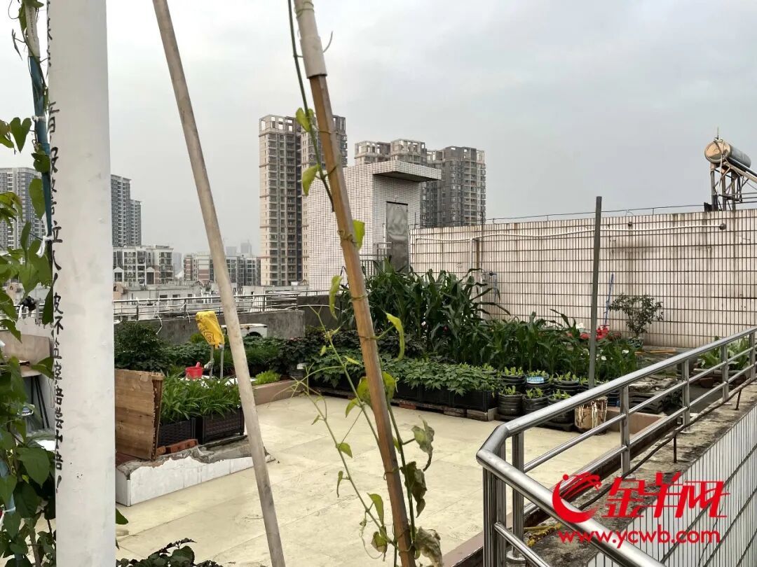 白云区一小区天台变“菜园”，有业主忧“两热”隐患，街道介入劝导