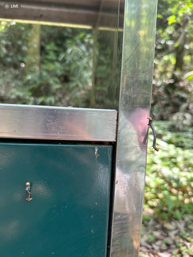 形似“Ω”！近期西湖边大量出现“吊挂”小虫？回应来了