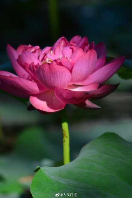 长按保存！花开富贵系列头像上新