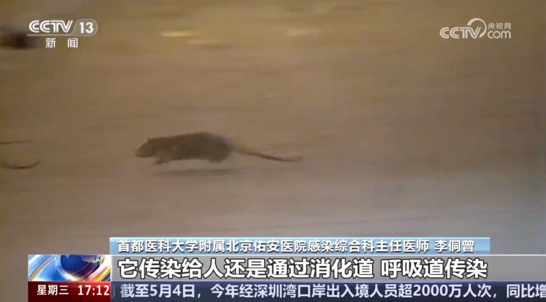 可人传人、无特效药，邮轮暴发疫情致多人死亡！一文读懂汉坦病毒