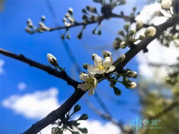 “雪”压枝头李花盛放！五月高颜值花海扮美冰城