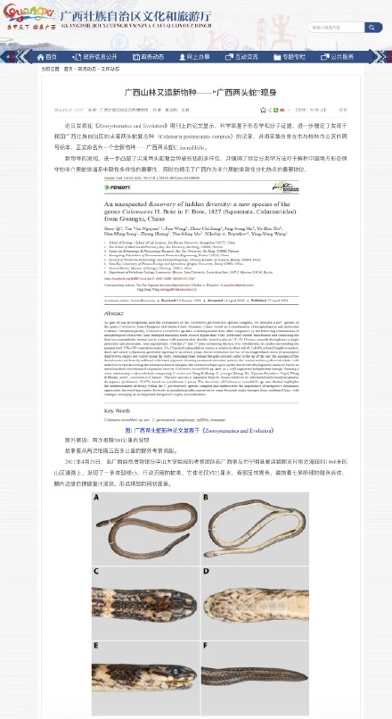 广西又添新物种广西两头蛇 受惊时将尾尖伪装成头部 广西又添新物种广西两头蛇 受惊时将尾尖伪装成头部