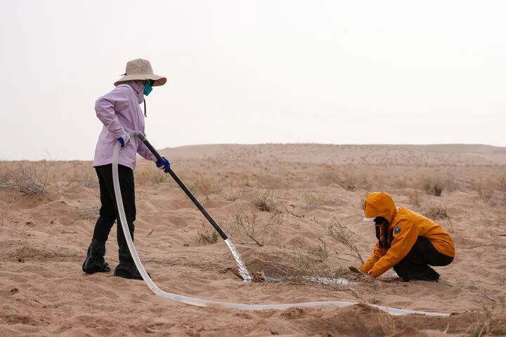 “请到民勤种棵树”，这句话火了