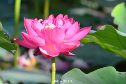长按保存！花开富贵系列头像上新