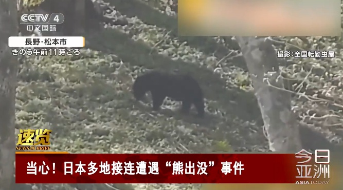 日本多地遭遇“熊出没”事件，惊现2米巨熊出街