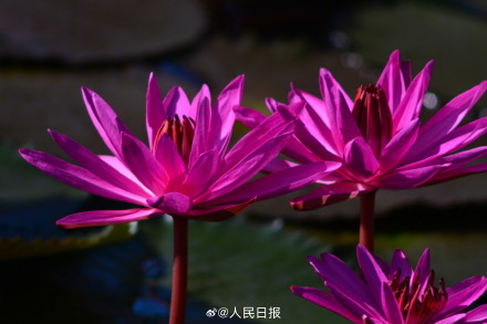 长按保存！花开富贵系列头像上新