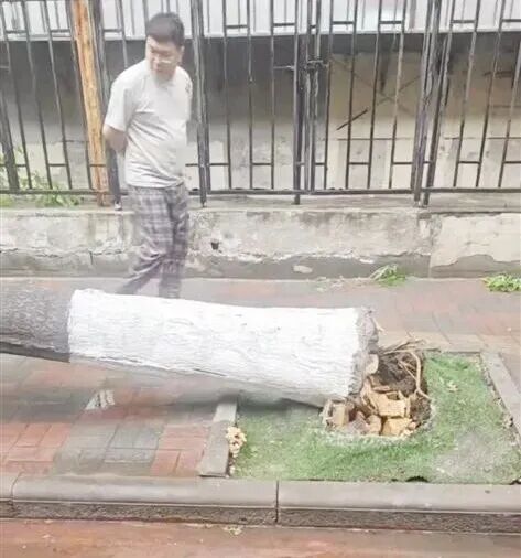 这么粗的大树，怎么风一吹就倒了？