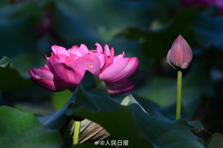 长按保存！花开富贵系列头像上新
