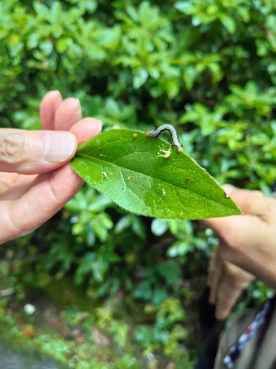 形似“Ω”！近期西湖边大量出现“吊挂”小虫？回应来了