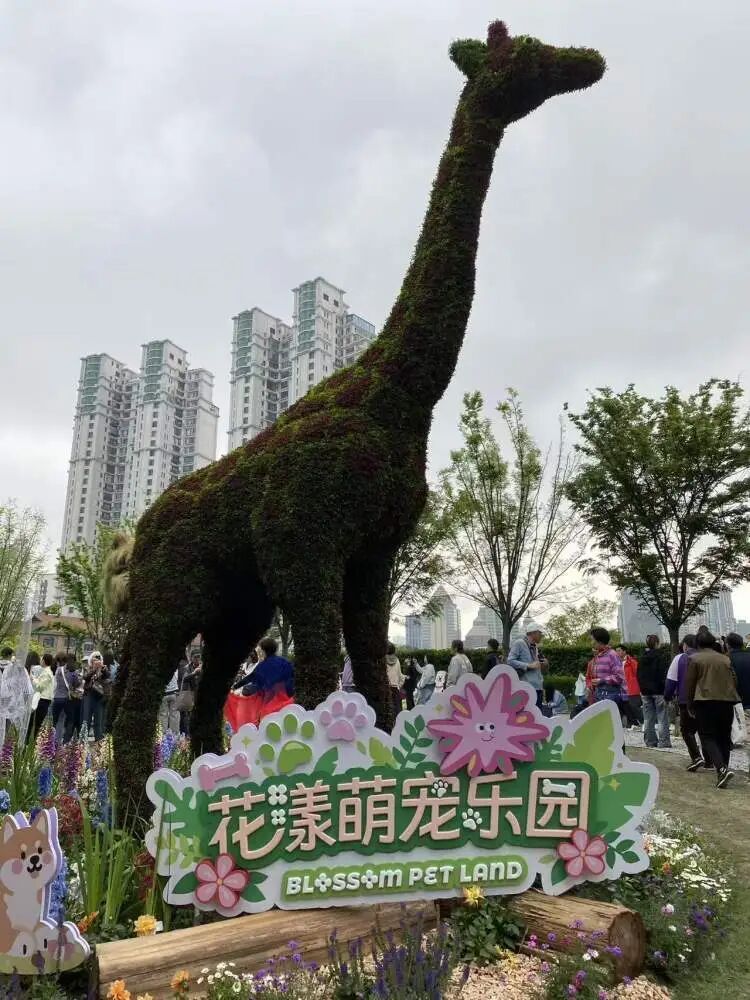 夯爆了！每天10万人涌入，上海这只超级网红“潦草小狗”公开征名啦