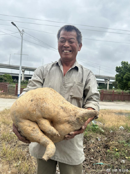 广州一农户挖出37斤巨型沙葛：普通沙葛一般仅重2至3斤