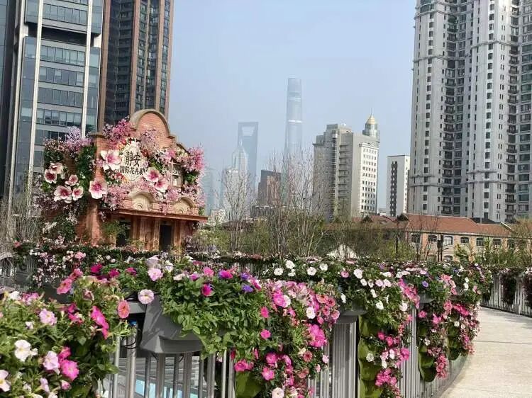 夯爆了！每天10万人涌入，上海这只超级网红“潦草小狗”公开征名啦