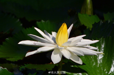长按保存！花开富贵系列头像上新