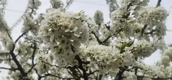 千树万树“李花”开！ 三合路上“雪”压枝头醉游人