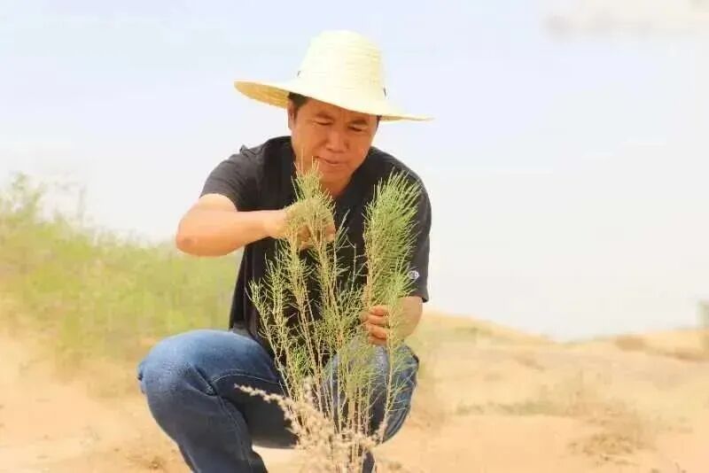 “请到民勤种棵树”，这句话火了