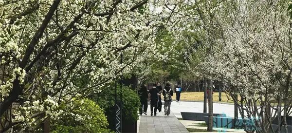 “雪”压枝头李花盛放！五月高颜值花海扮美冰城