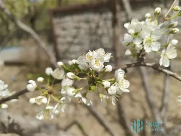 “雪”压枝头李花盛放！五月高颜值花海扮美冰城