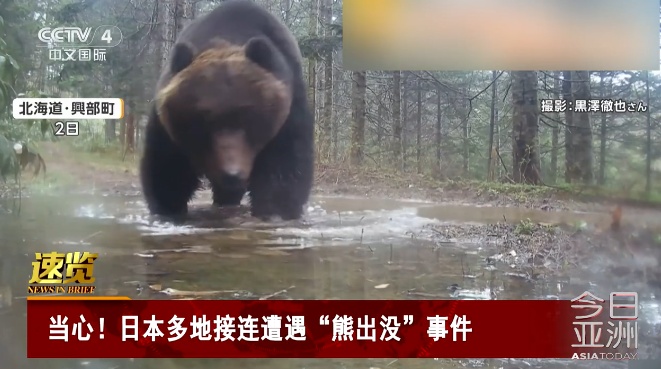 日本多地遭遇“熊出没”事件，惊现2米巨熊出街