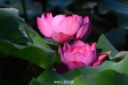 长按保存！花开富贵系列头像上新