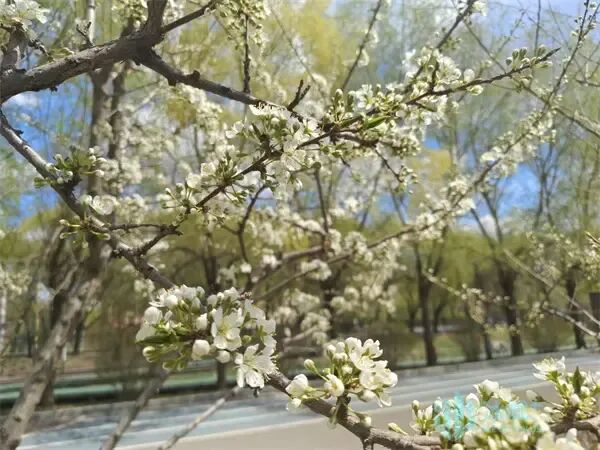 “雪”压枝头李花盛放！五月高颜值花海扮美冰城