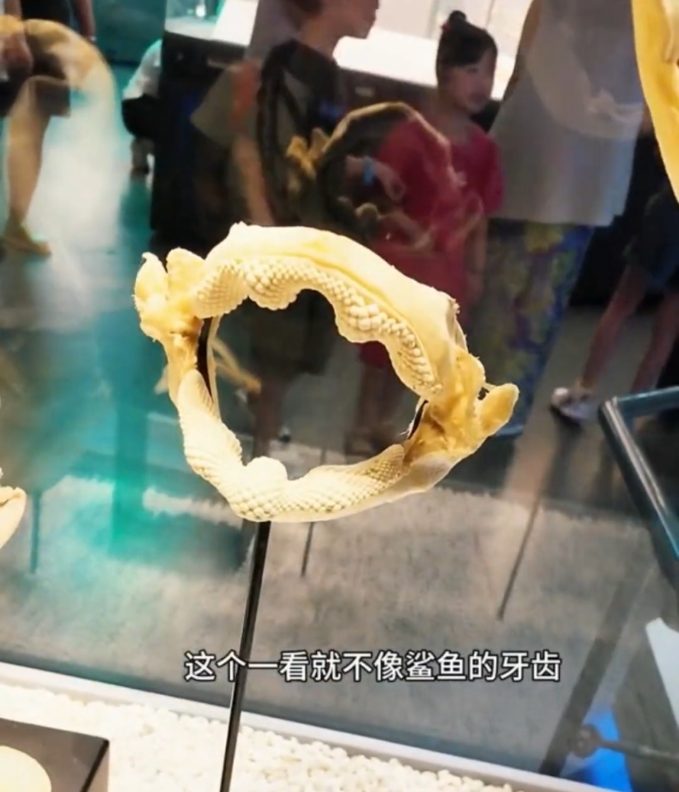 “不像鲨鱼牙齿，像犁头鳐的！”9岁小孩姐发现国家海洋博物馆标识错误，馆方邀请回访