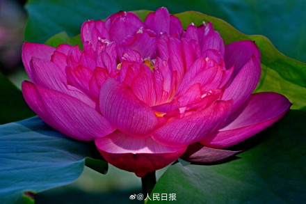 长按保存！花开富贵系列头像上新