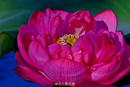 长按保存！花开富贵系列头像上新