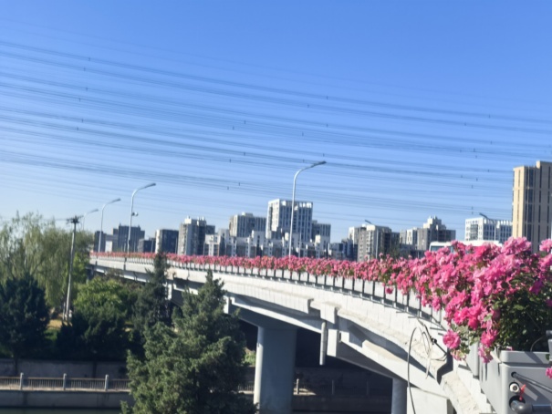 北京街头的月季，“夯爆了”！这些品种，你都认识吗？