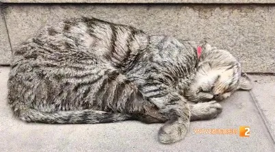“铁子”回了喵星，地铁站口还留着它的工牌和猫窝，网友：舍不得！