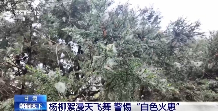 飞絮点燃后秒变火球 这些安全提示要记牢
