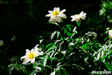 芍药盛放初夏氛围感拉满