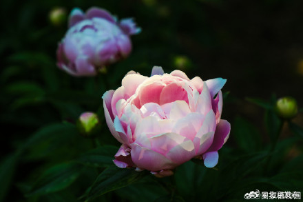 芍药盛放初夏氛围感拉满